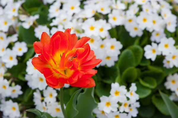 Nahaufnahme einer schönen einzelnen Tulpenblume — Stockfoto