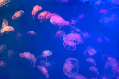 Ay denizanası Aurelia aurita su