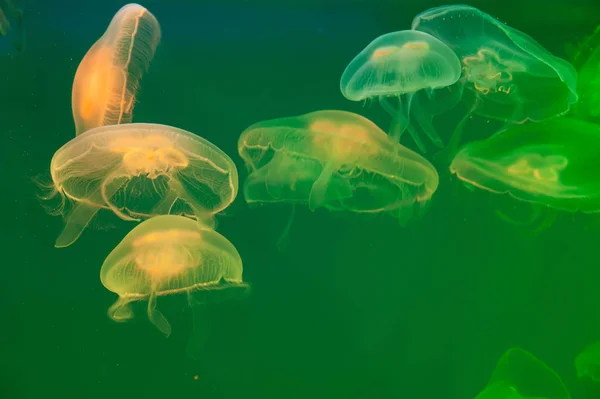 Medusas de luna Aurelia aurita en el agua —  Fotos de Stock