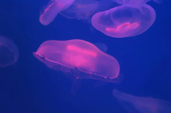 Moon jellyfish Aurelia aurita in the water