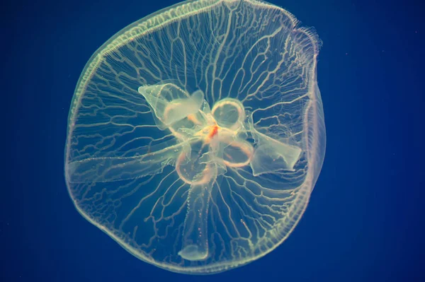 Moon jellyfish Aurelia aurita