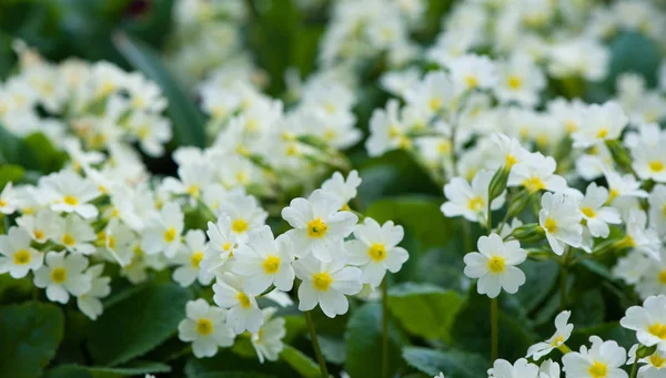 Blízkina množství bílého pramene společná Primrose Primula — Stock fotografie