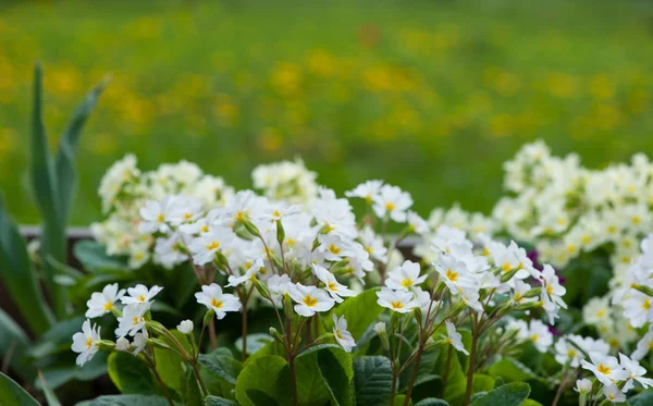 Blízkina množství bílého pramene společná Primrose Primula — Stock fotografie