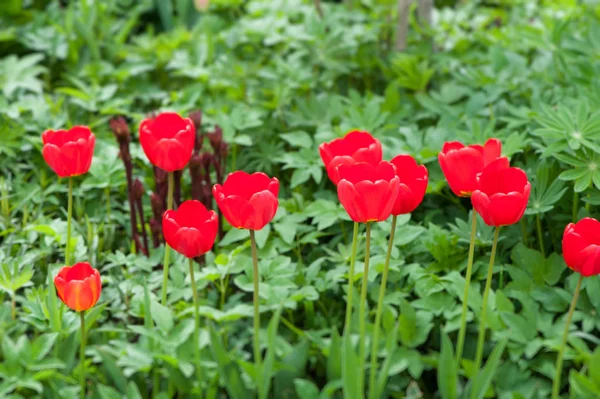 Tulipas vermelhas bonitas com plantas — Fotografia de Stock