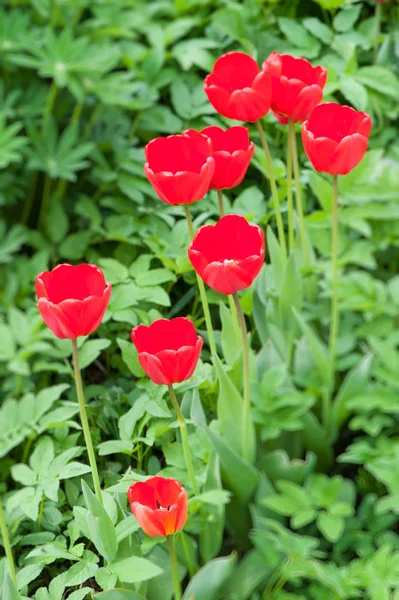 Nádherné Rudé tulipány s rostlinami — Stock fotografie