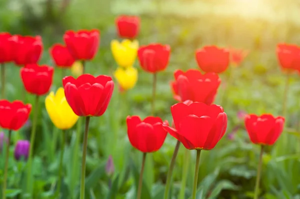 Beautiful red tulips with plants — Stock Photo, Image