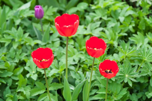 Schöne rote Tulpen mit Pflanzen — Stockfoto