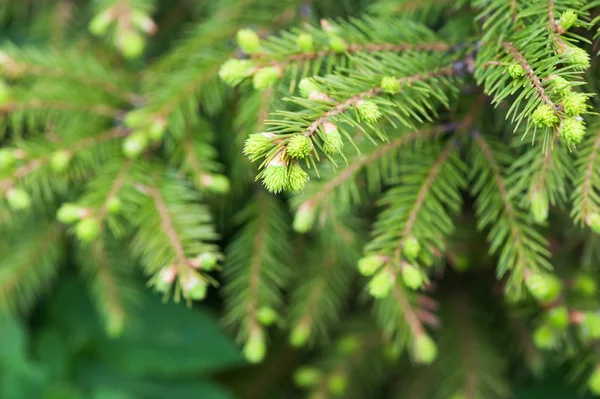 Unga spruce trädet — Stockfoto