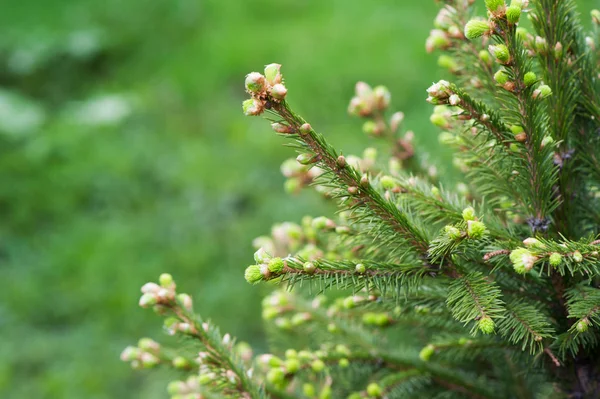 Unga spruce trädet — Stockfoto