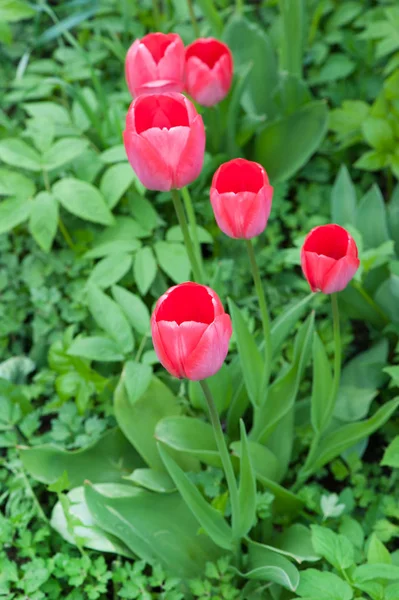 Překrásné růžové tulipány s rostlinami — Stock fotografie