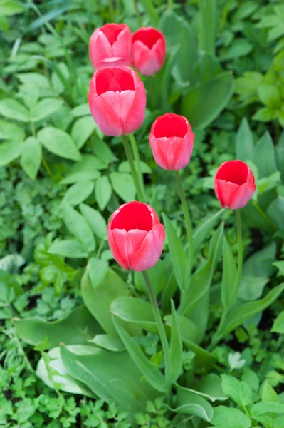 Schöne rosa Tulpen mit Pflanzen — Stockfoto