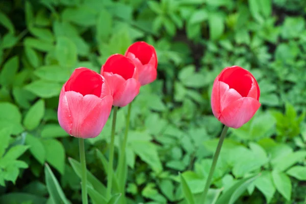 Schöne rosa Tulpen mit Pflanzen — Stockfoto