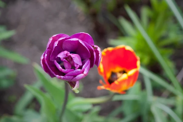 Zwei schöne Tulpen blühen — Stockfoto