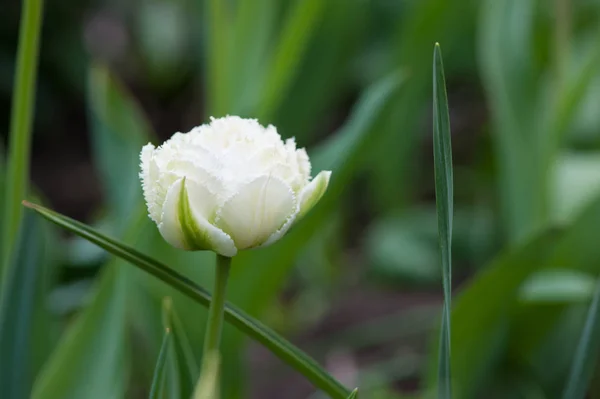 Nahaufnahme einer schönen einzelnen Tulpenblume — Stockfoto