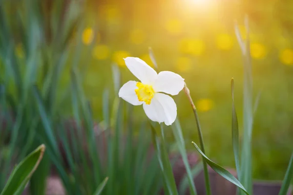 Flor fresca de Daffodil — Fotografia de Stock