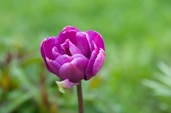 Fechar-se de uma bela flor de tulipa única — Fotografia de Stock