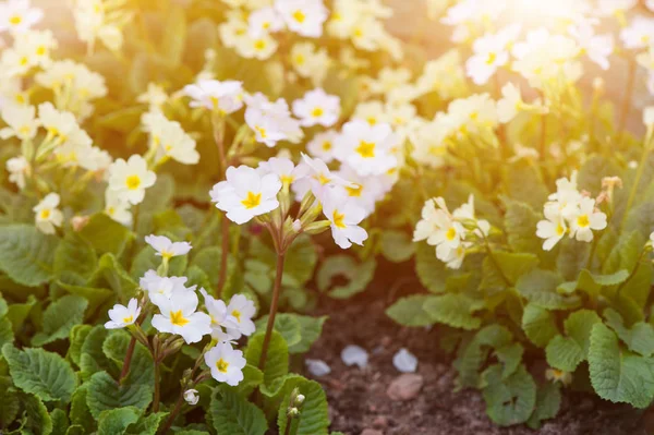 Close-up van lot White Spring gemeenschappelijke Primrose Primula — Stockfoto