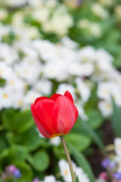 Güzel bir tek lale çiçeği closeup — Stok fotoğraf