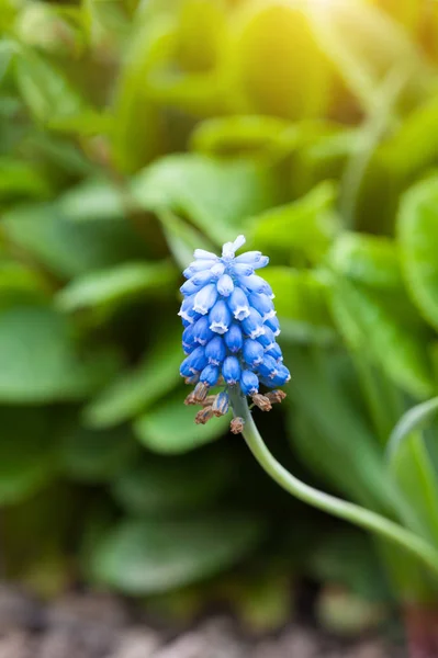 Uva Hyacinth Muscari Armeniacum floração no início da primavera — Fotografia de Stock