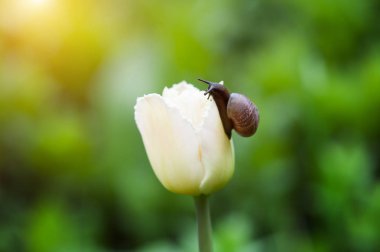 Bahçede sürünen salyangoz