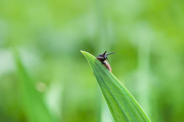 Σαλιγκάρι στον κήπο σέρνοντας σε ένα πράσινο φύλλο — Φωτογραφία Αρχείου