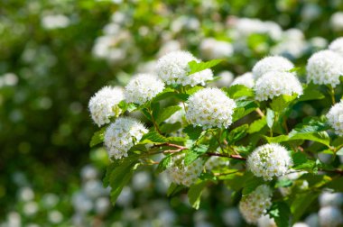 Çiçek açan Spiraea crenata