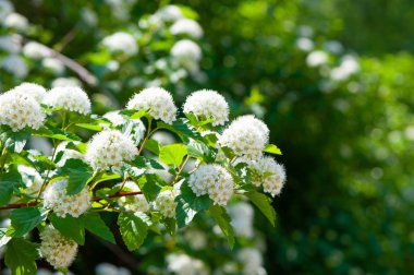 Çiçek açan Spiraea crenata