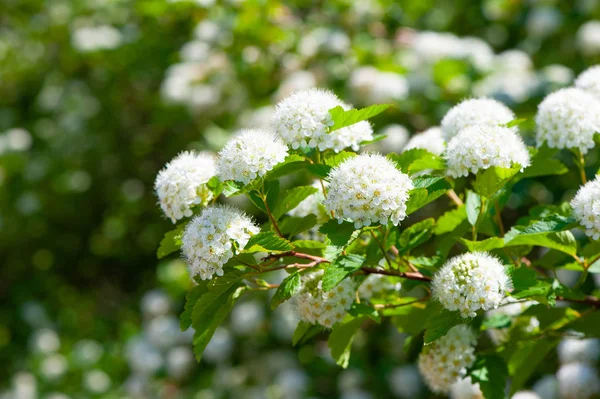 Blooming Spiraea crenata — Stock Photo, Image