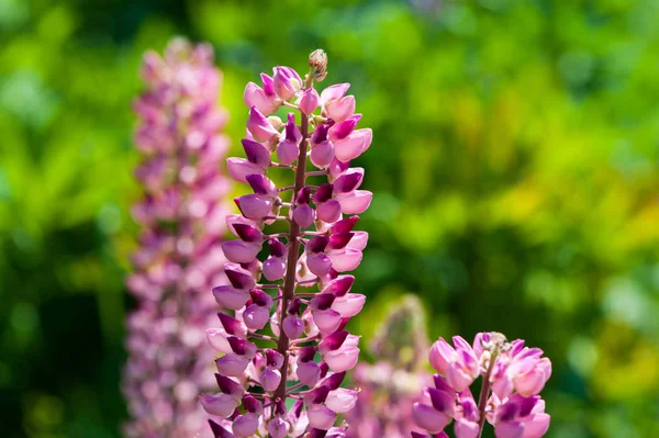 Lupinus květiny — Stock fotografie