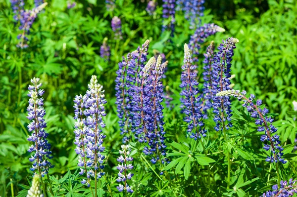 The Lupinus flowers Stock Image