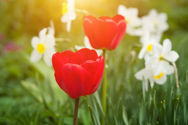 Dos tulipanes rojos —  Fotos de Stock