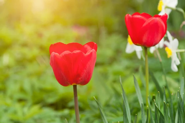 Duas tulipas vermelhas — Fotografia de Stock