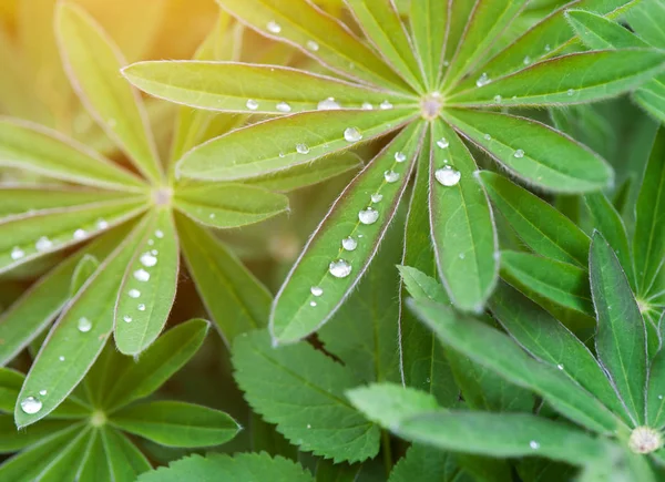 Lupine folhas com orvalho da manhã — Fotografia de Stock