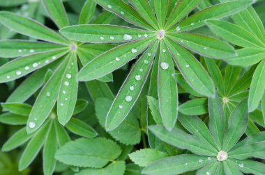 Sabah çiy ile Lupine yapraklar