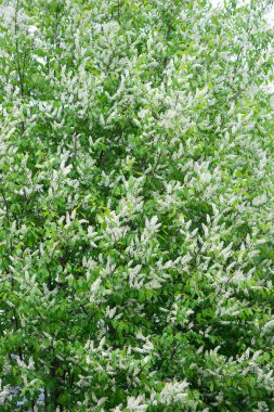 kuş kiraz çiçekleri