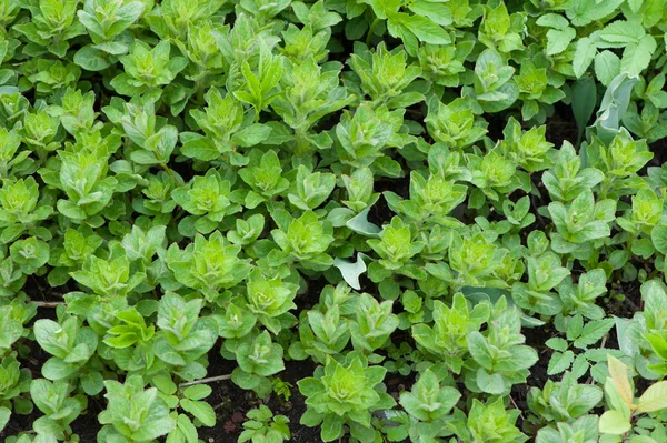Fundo vegetal verde — Fotografia de Stock