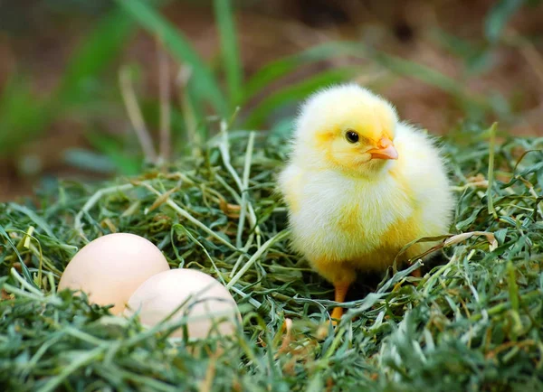 Chiken w gnieździe — Zdjęcie stockowe