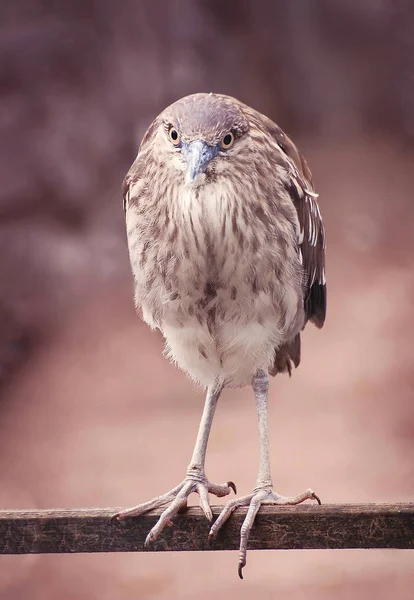 Смешная круглая птица — стоковое фото