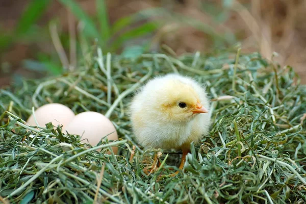 Μοναχικό κοτόπουλο και αυγά — Φωτογραφία Αρχείου