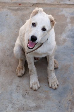 Beyaz büyük komik köpek