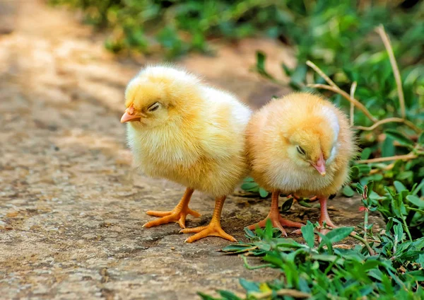 Dvě kuřata — Stock fotografie