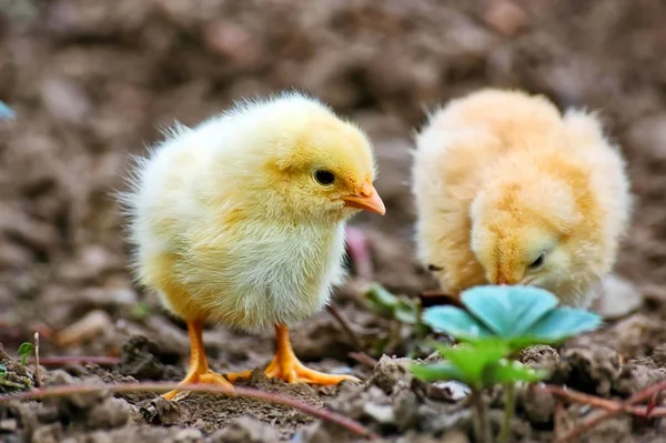 Két csirke — Stock Fotó
