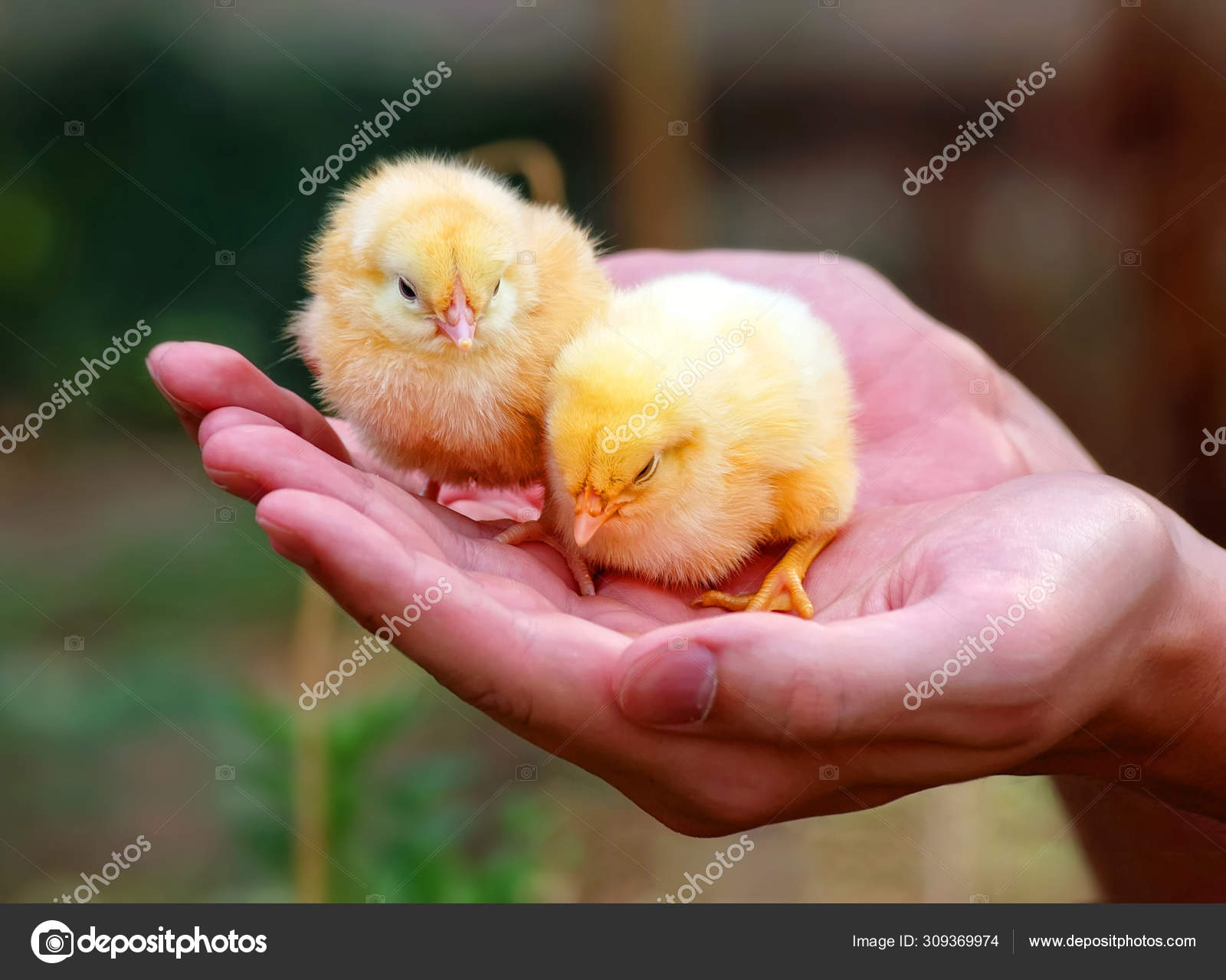 Two chickens Stock Photo by ©igorkovalcuk 309369974