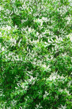 kuş kiraz çiçekleri