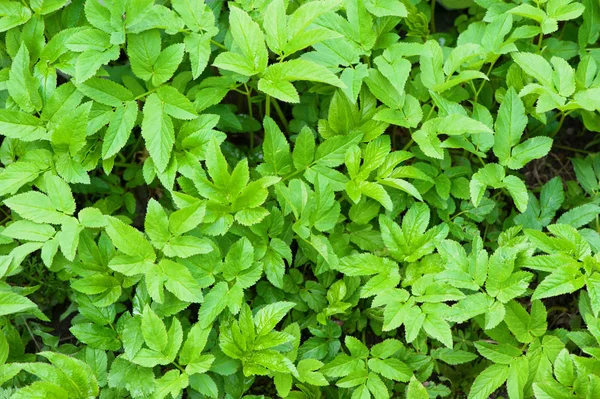 Top view close up of the leaves of Aegopodium podagraria — Stok Foto