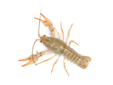 beyaz arkaplanda izole edilmiş kerevit