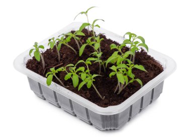 Beyaz arka planda izole edilmiş şeffaf plastik bir kabın içindeki genç domates tohumları.