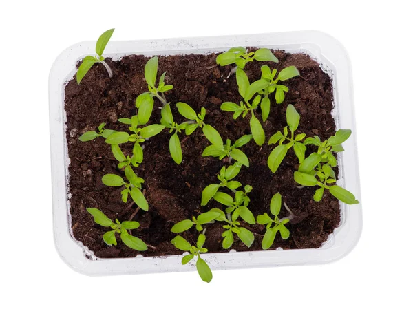 Jeunes Plants Tomates Dans Récipient Plastique Transparent Isolé Sur Fond — Photo