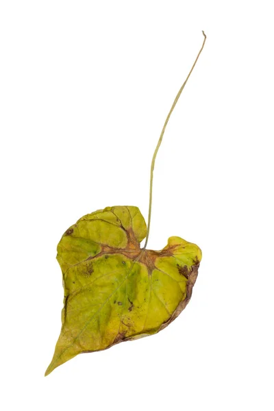 One Wilted Leaf Isolated White Background — Stock Photo, Image
