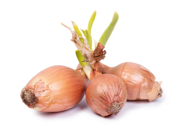 Sprouted Onion Bulbs Isolated White Background — Stock Photo, Image